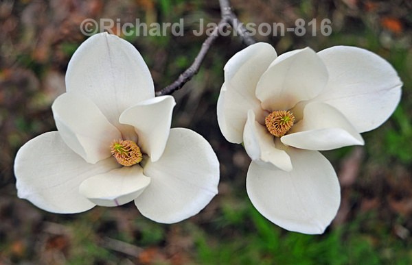 Two-of-a-kind - Flowers