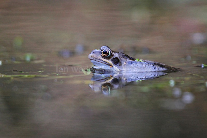 Common frog in Bristol pond. - Reptiles, amphibians & pond life, Great Britian