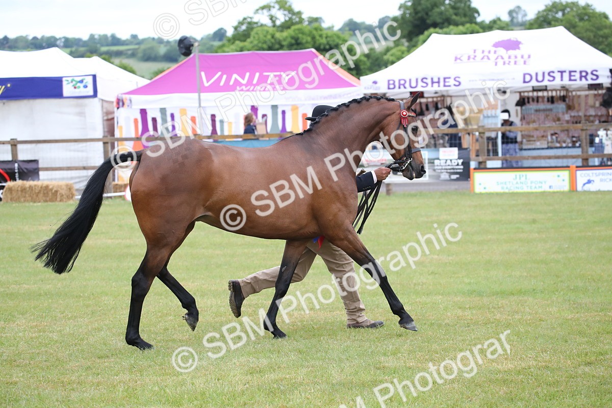 SBM_00236 - Class 17-20 - Arab & Part Bred - Anglo Arab In Hand