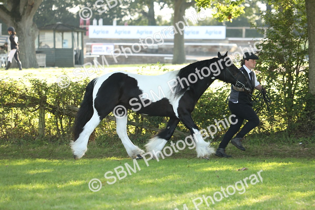 SBM_60871 - S43 - Coloured Pony In Hand