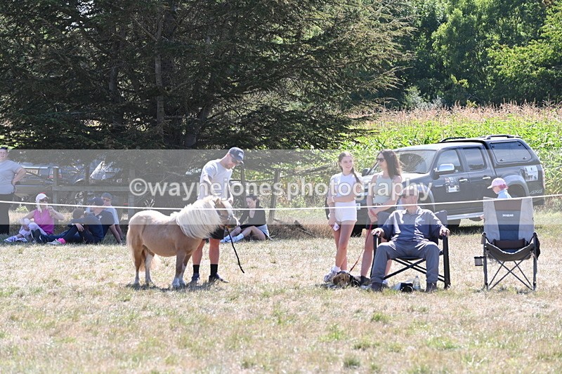 WJ6_8860 - Class 38 Ridden Riding Horse/Pony
