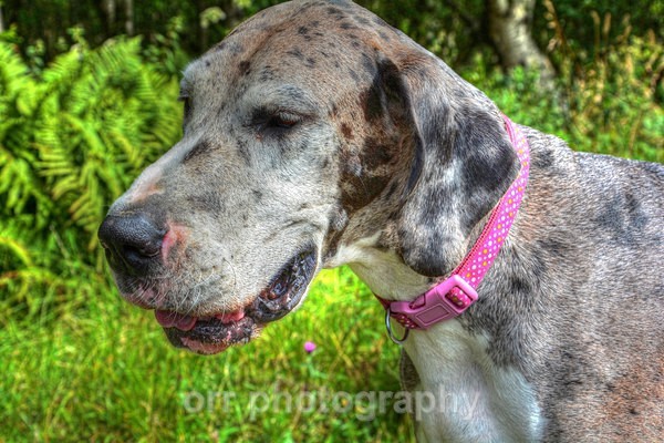 Sadie - Dogs