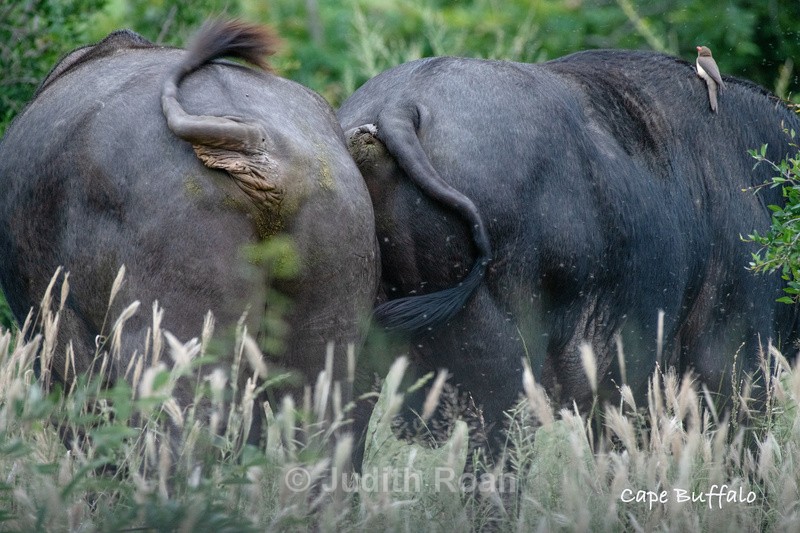  - South Africa Birds and Mammals