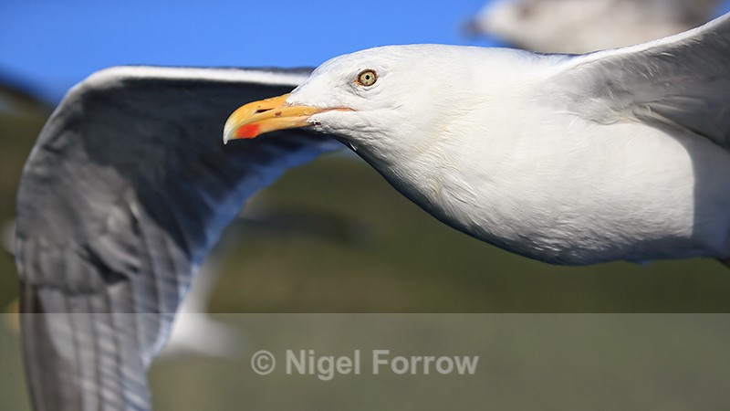 Close view of flying Herring Gull from boat, Flatanger, Norway - Herring Gull