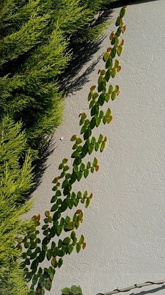 Climber-Sth Africa - MACRO & CLOSE UPS