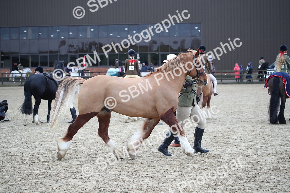 SBM_006205 - Class 10-13 - RIHS Small Large Breeds