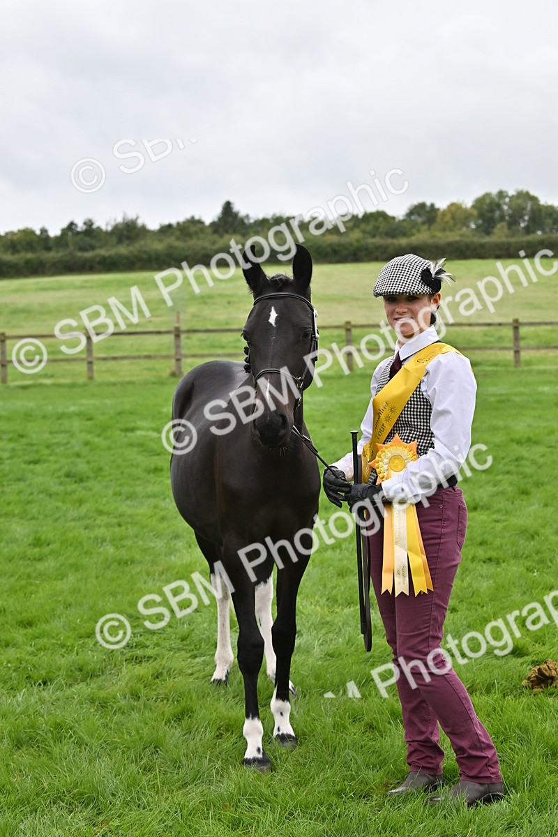 SBM_57584 - S46 - Part Bred Arab & Native Pony In Hand