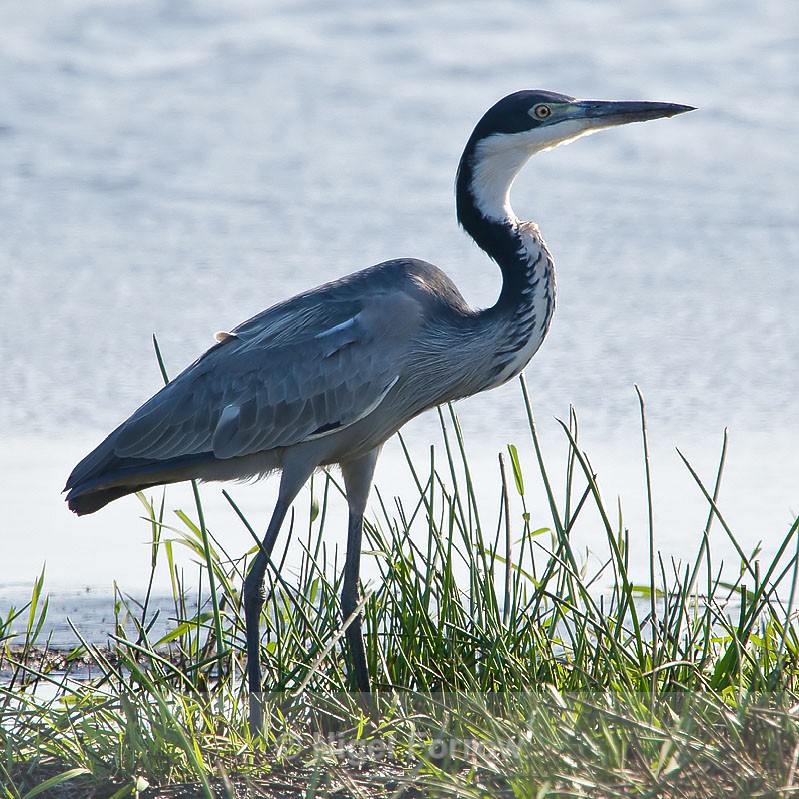 Black-headed Heron at a water hole - Black-headed Heron