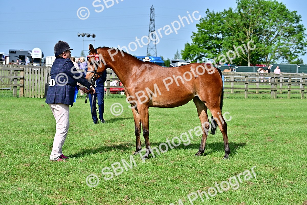 SBM_01100 - Class 46-49 - Arab and Part Bed-Anglo Arab In Hand