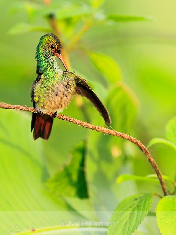 Rufous-tailed Hummingbird preening at Leaves and Lizards Retreat - Rufous-tailed Hummingbird