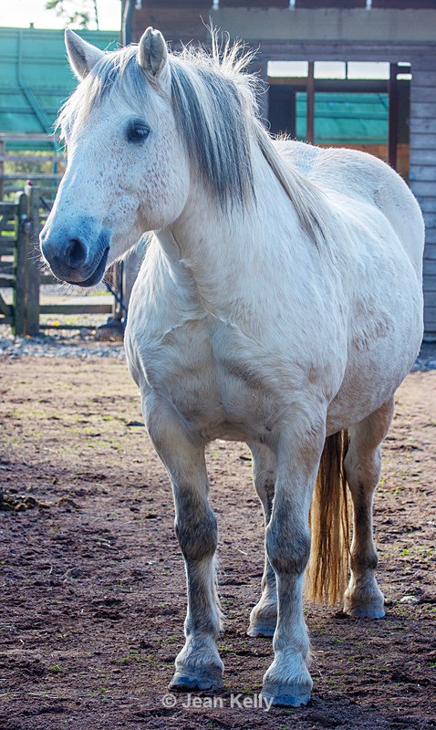 Highland Pony - DSC_0871 - Equine