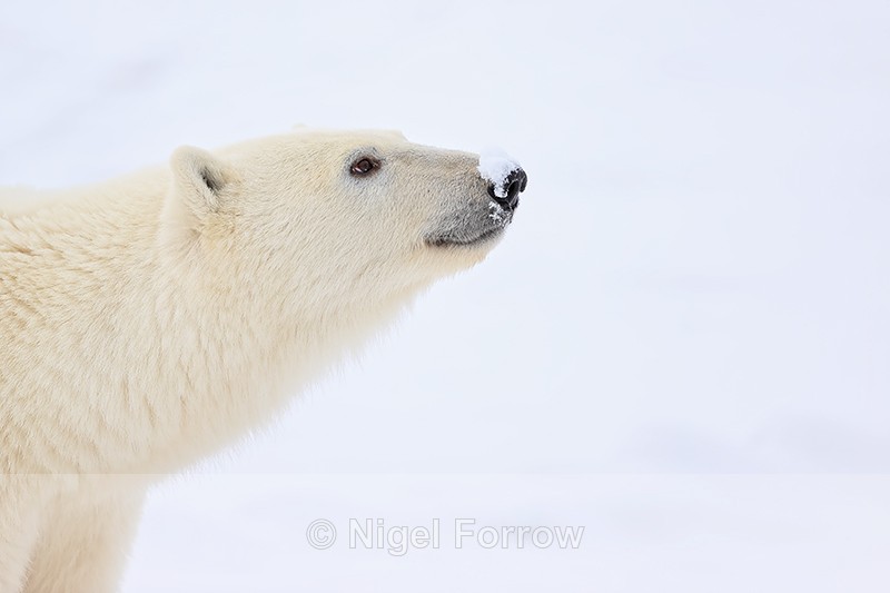 Polar Bear (male) snow on nose, Churchill, Canada - Polar Bear