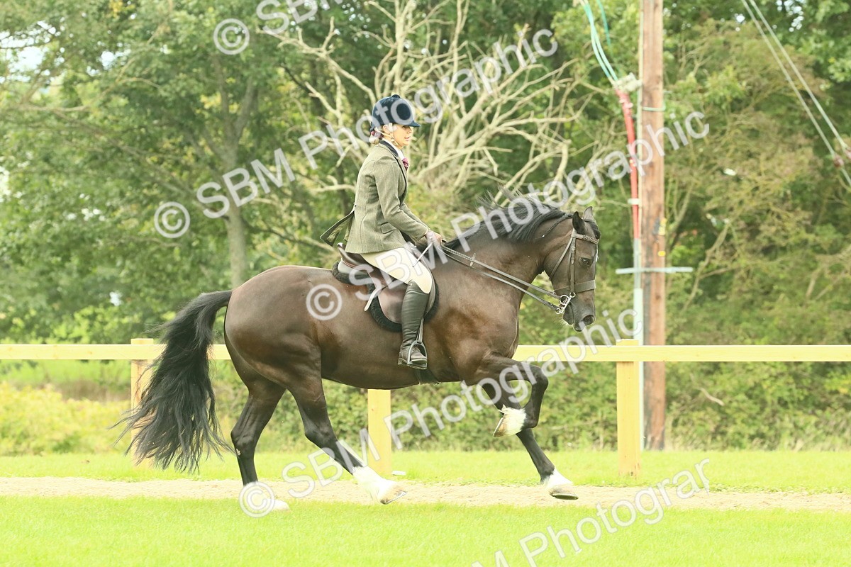 SBM_71916 - S60 - Mountain & Moorland Ridden Large Breeds