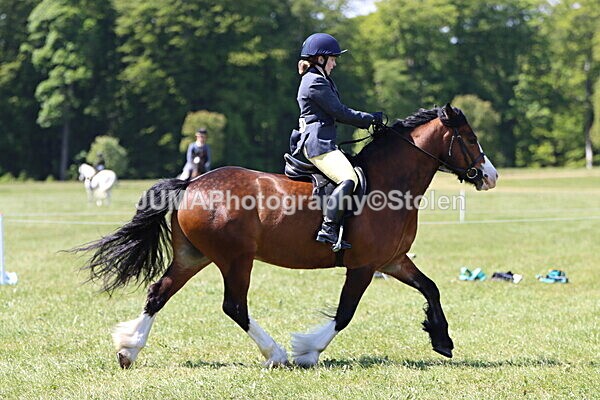 IMG_3547 - Working Hunter