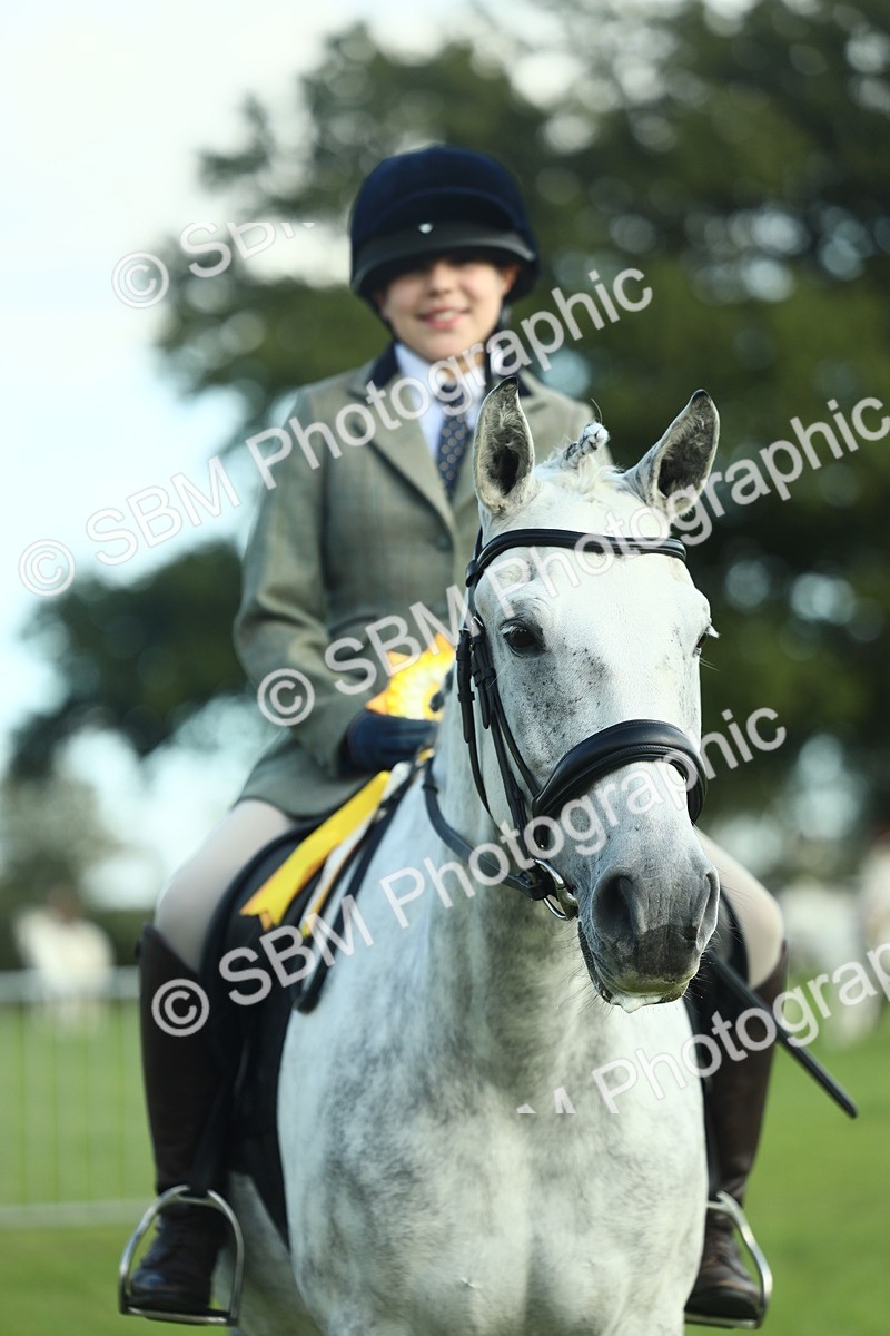 SBM_49948 - S32 - Novice & Newcomers Working Hunter