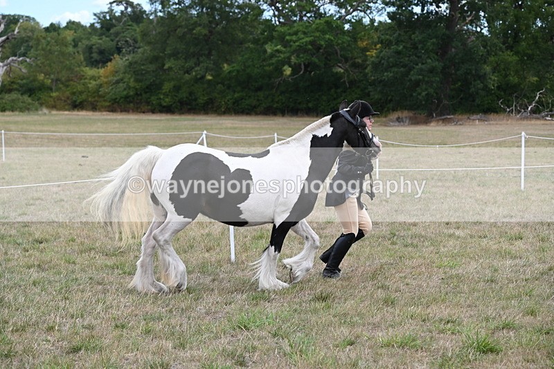 WJ6_5228 - Class 18 In-hand Coloured