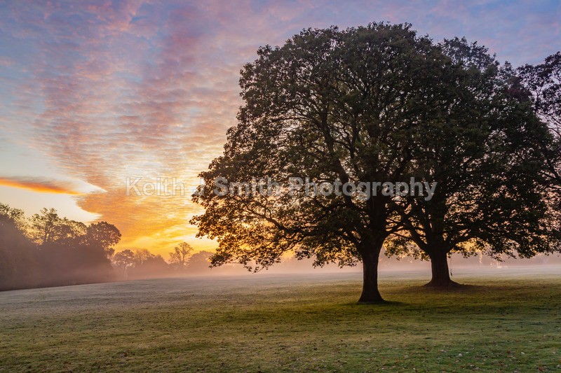 4KJS0721 - Trees in Abington Park