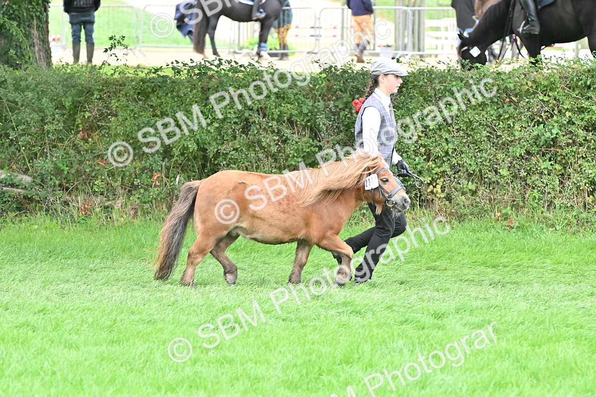 SBM_61025 - S48 - Mountain & Moorland In Hand Small Breeds