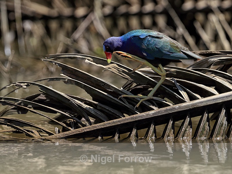 Purple Gallinule scratches, Costa Rica - Purple Gallinule