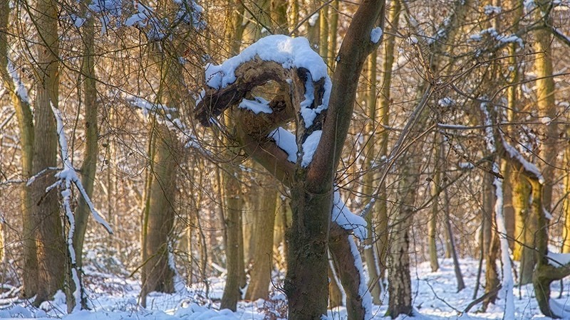 Winter 2 Snowy Dragon Tree Croft Castle_0044 - Earth Element