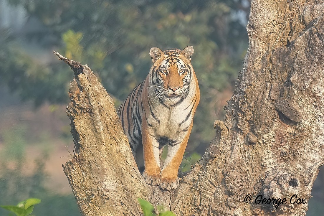 Tiger in Tree - India