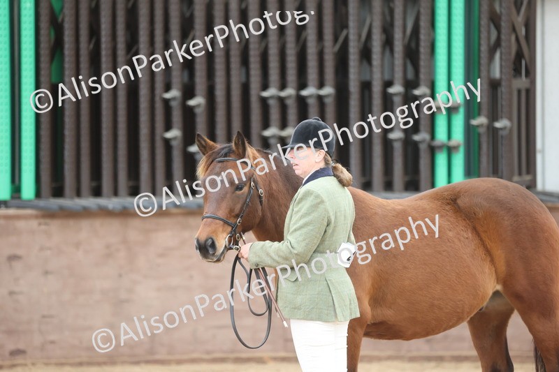 20251109-1089 - Class 29 - Geldings 4 Years and over