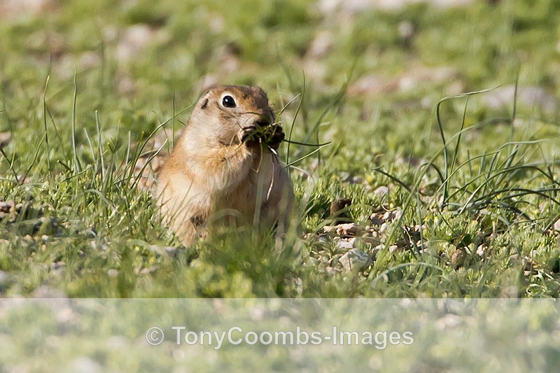 Souslik  (Asia Minor) - Turkey