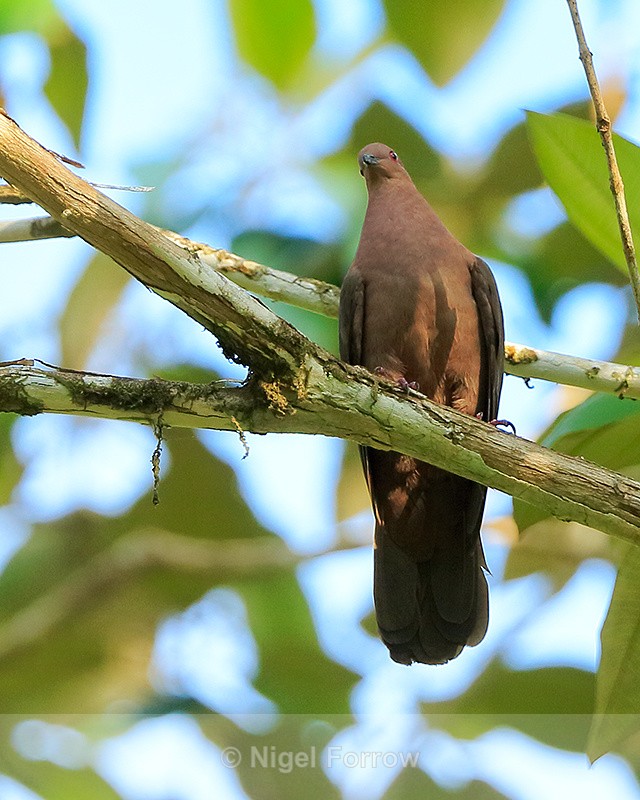 Short-billed Pigeon perched in a tree, Costa Rica - Short-billed Pigeon