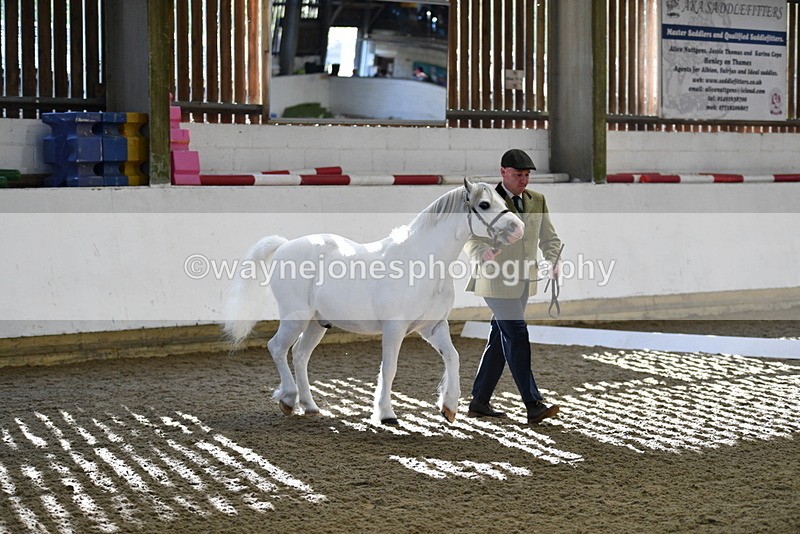 WJ5_3643 - Class 5 In Hand Veterans