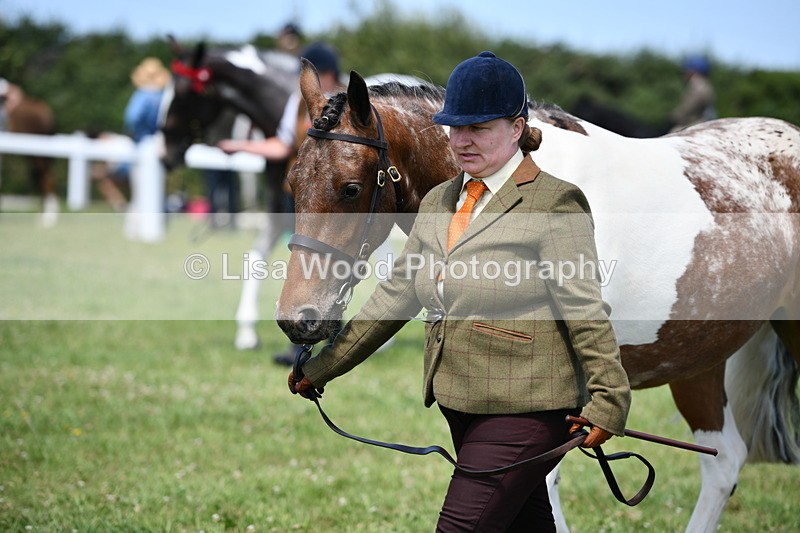 DSC_7486 - Class 63: Coloured Horse Youngstock