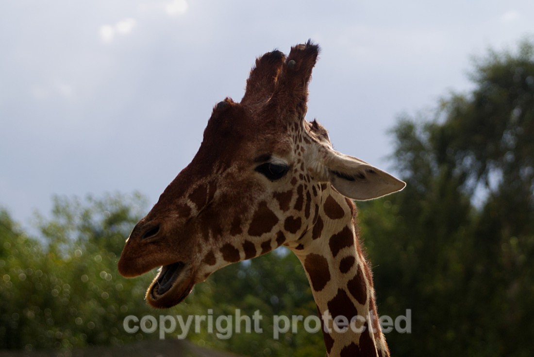 Lili - Wildlife Vets International