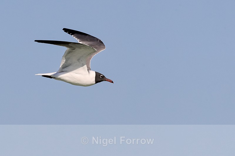 Laughing Gull flying wings up, Fort De Soto, Florida - Laughing Gull