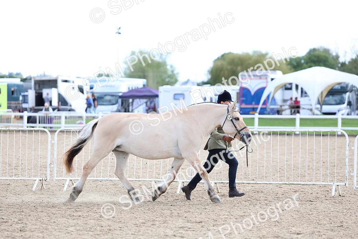 SBM_18709 - Class 317 - IH Pure Bred Horse-Pony