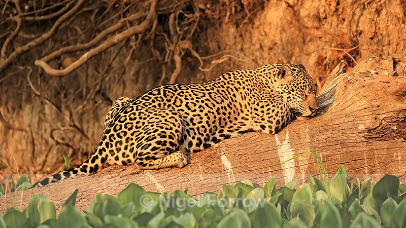Jaguar (female) asleep on log, Corixo Negro, Brazil - Jaguar