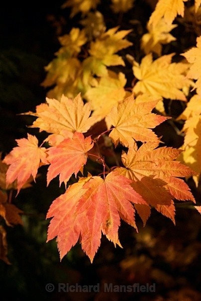  - Autumn