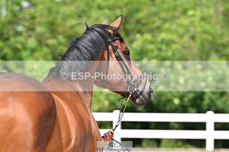 240718A-105317-01799 - Trot Up 1pm to 2pm