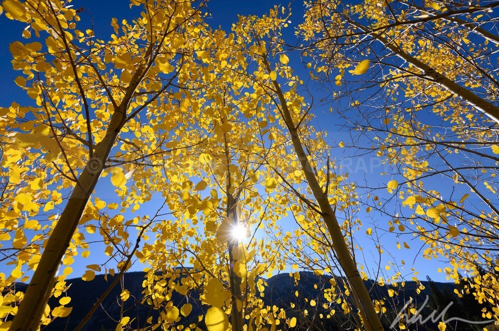 DSC_2699 - Autumn