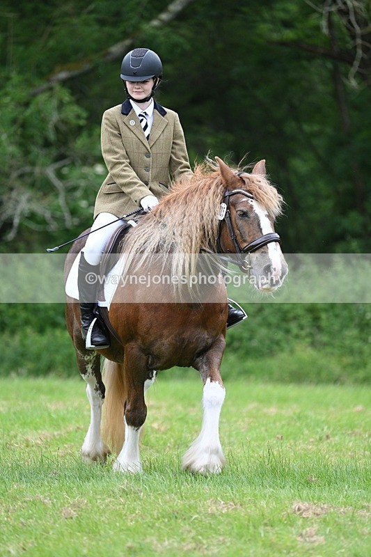 WJ7_4570 - Class 14B Prettiest Mare