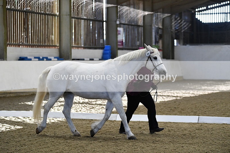 WJ5_3708 - Class 5 In Hand Veterans