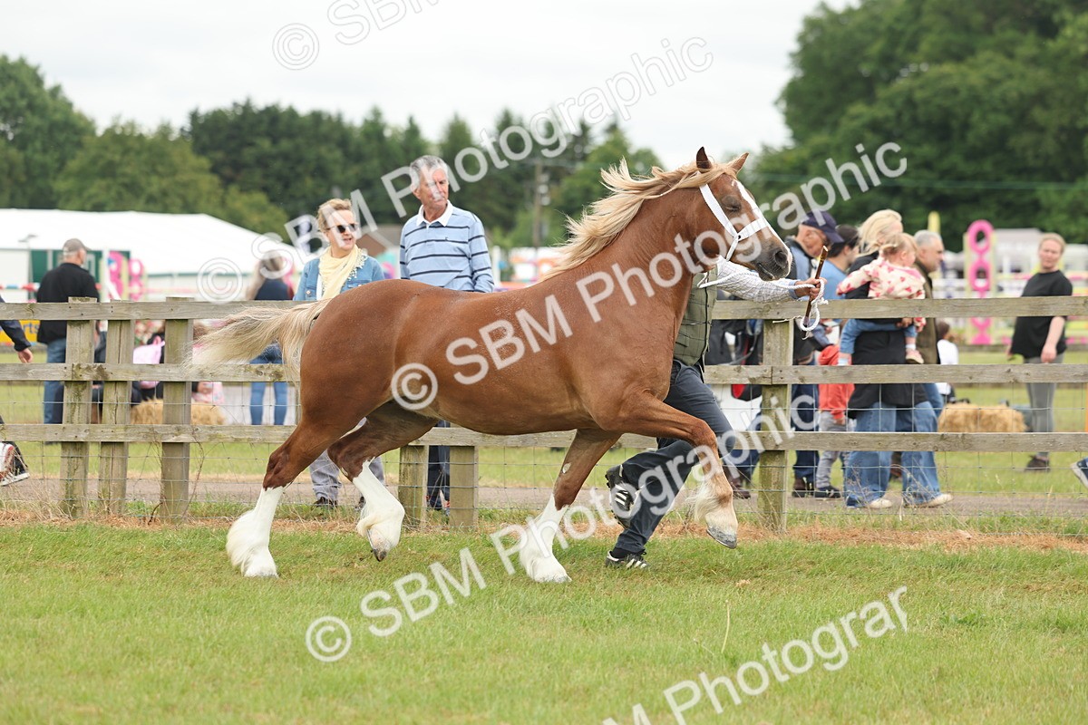 SBM_04901 - Class 50-57 - M&M Welsh Pony In Hand