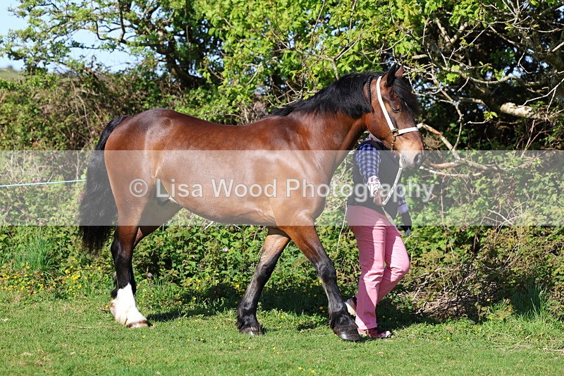 3E7A8509 - Class 13: M & M Large Breeds