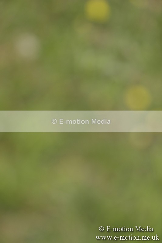 BVR160717-1205 - Class 2 Dressage 16/07/17