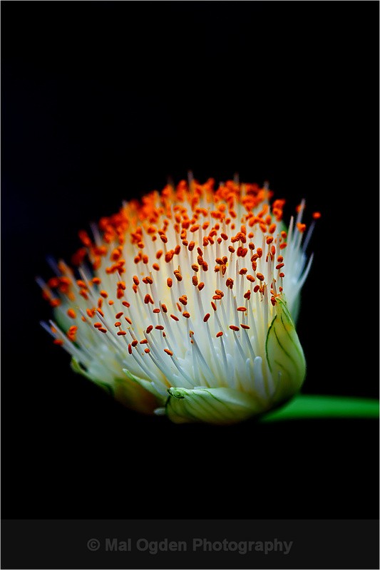 Tropical Flower - Flora & Fauna