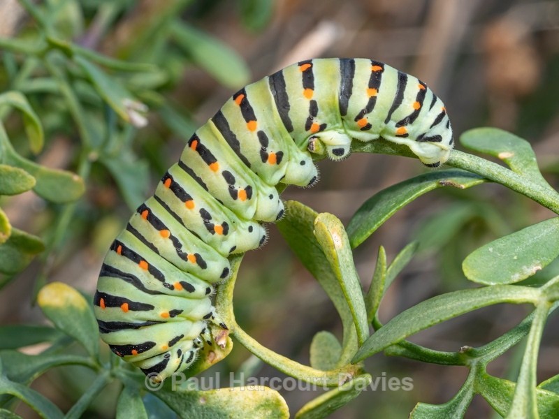 Larva of Common swallowtail (Papilio machaon) - Ten Metres from Home 1.  (2020)