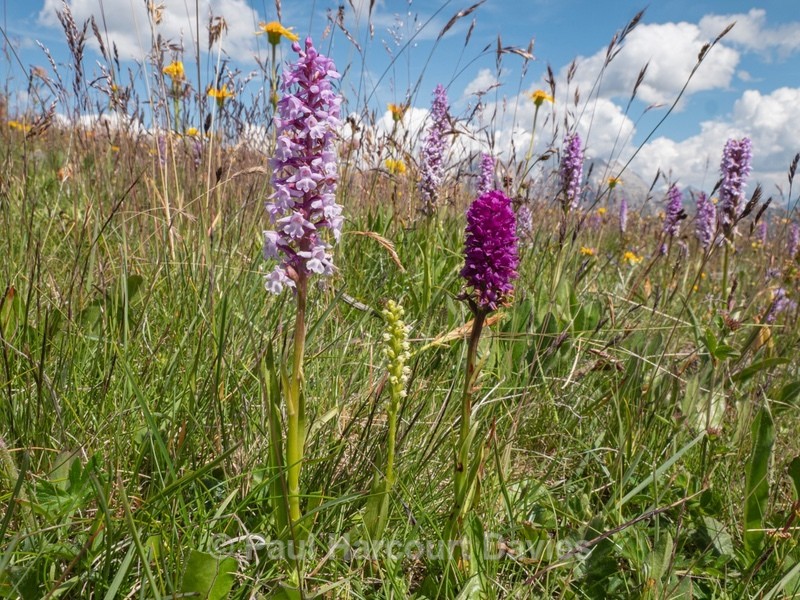 Fragrant orchid (Gymnadenia conopsea) small white orchid (Gymnadenia albida) and a hybrid Hybrid vanilla orchid  G. x suaveolens. (between Gymnadenia conopsea  and G. rhellicani.)  - Wild Orchids