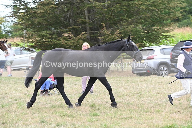WJ6_6114 - Class 19 In-hand Veterans (Uploaded correct folder)