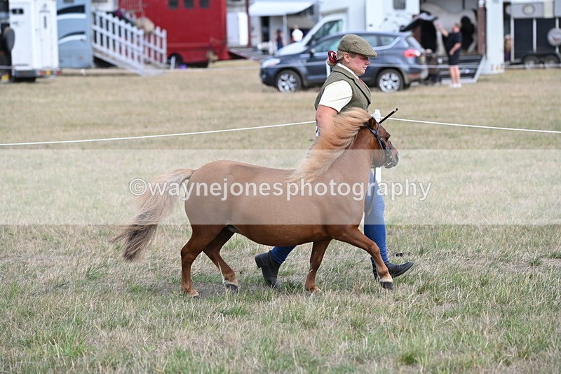 WJ6_6875 - Class 21 Shetland & Mini Horses