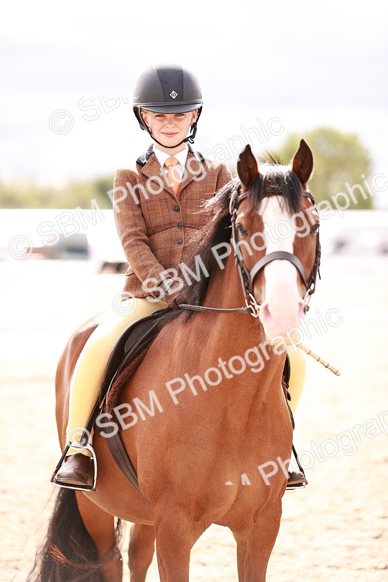 SBM_18349 - Class 417 - Handsome Gelding (IH or Ridden - JNR)