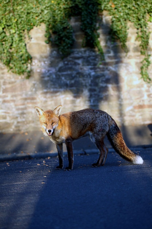  - Urban Foxes, Bristol, Great Britain