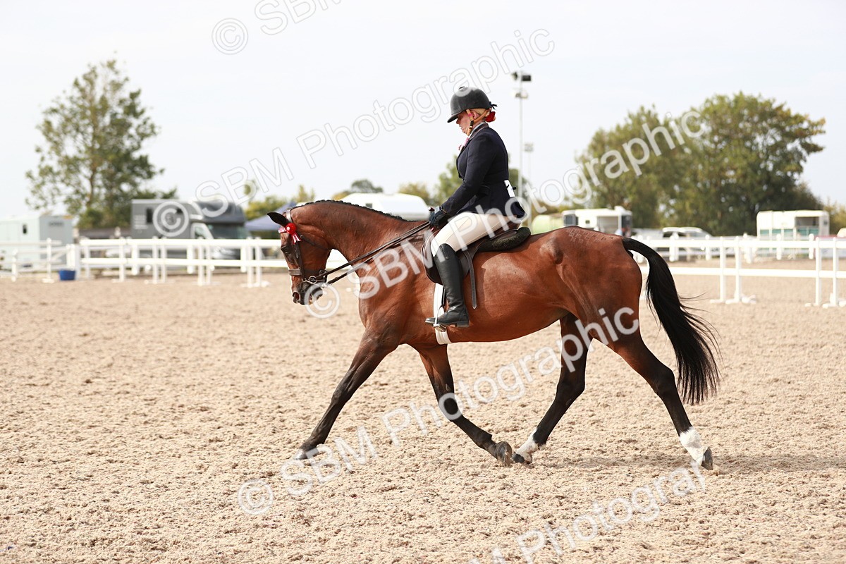 SBM_17517 - Class 215 Ridden Hack/ Riding Horse